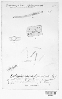 Dilophospora alopecuri image